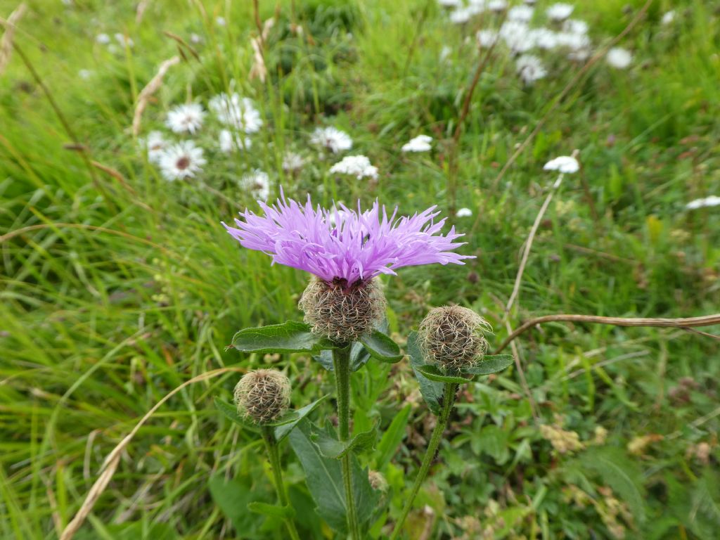 Centaurea cfr.nervosa